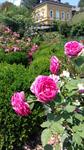 Ein Garten mit rosa Blumen